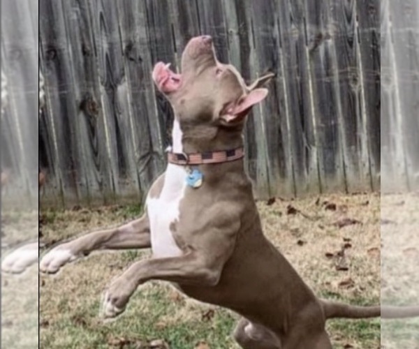 Medium Photo #8 American Bulldog Puppy For Sale in MACON, GA, USA