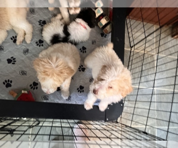 Medium Photo #3 Poodle (Standard) Puppy For Sale in NEOLA, WV, USA