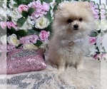 Small #92 Pomeranian