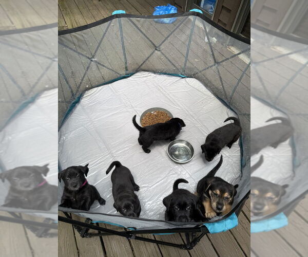 Medium Photo #2 Golden Labrador Puppy For Sale in Aurora, IN, USA