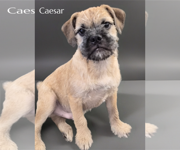 Medium Photo #1 Pug-Unknown Mix Puppy For Sale in Phelan, CA, USA
