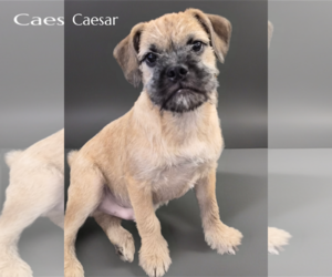 Pug-Unknown Mix Dogs for adoption in Phelan, CA, USA