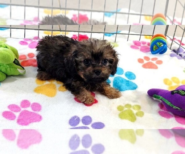 Medium Photo #15 Cavapoo (Miniature)-Poodle (Toy) Mix Puppy For Sale in ORO VALLEY, AZ, USA