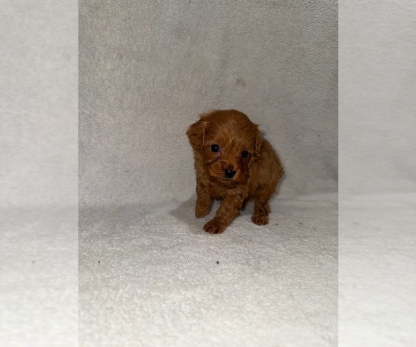 Medium Photo #2 Cavapoo (Miniature) Puppy For Sale in MUNFORDVILLE, KY, USA
