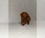 Small #1 Cavapoo (Miniature)