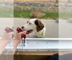 Small #10 Border Collie Mix
