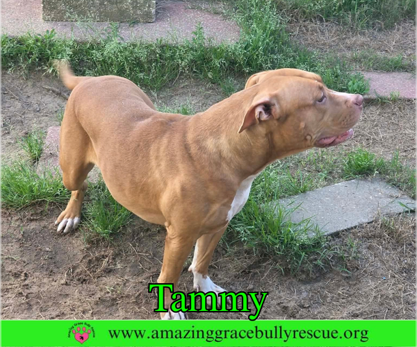 Medium Photo #3 American Bulldog-Unknown Mix Puppy For Sale in Milton, FL, USA