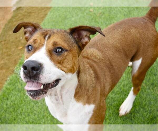 Medium Photo #2 Boxer-Unknown Mix Puppy For Sale in Tallahassee, FL, USA