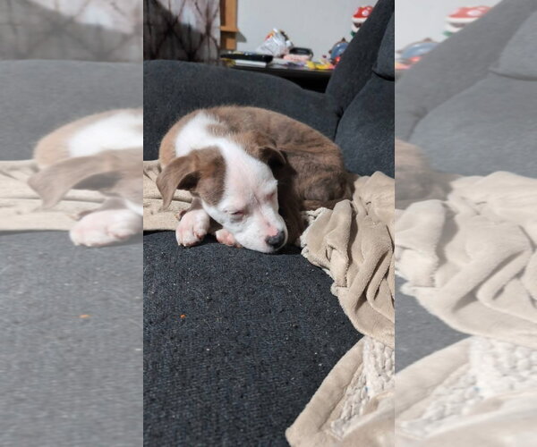 Medium Photo #3 Mutt Puppy For Sale in New London, WI, USA
