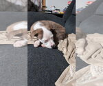 Small #2 Mutt