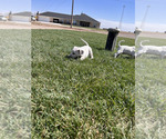 Small Photo #27 Dalmatian Puppy For Sale in AMARILLO, TX, USA