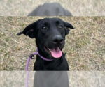 Small Labrador Retriever Mix