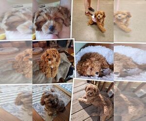 Mother of the Cavapoo (Miniature) puppies born on 05/28/2026