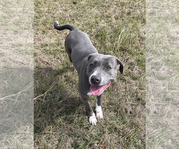 Medium Photo #5 Mutt Puppy For Sale in Orlando, FL, USA