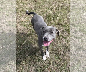 Marcy - Female Mutt Dog for Adoption - Photo #5