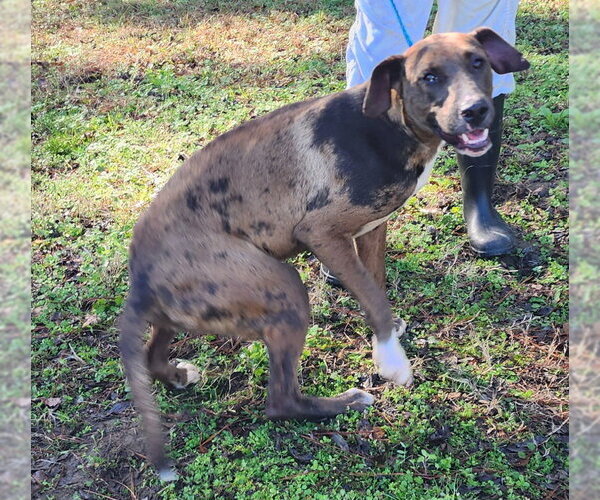 Medium Photo #7 Catahoula Leopard Dog-Unknown Mix Puppy For Sale in Wetumpka, AL, USA