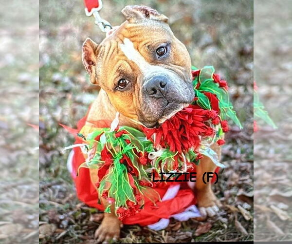 Medium Photo #8 Mutt Puppy For Sale in Mooresville, NC, USA