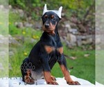 Small #3 Doberman Pinscher