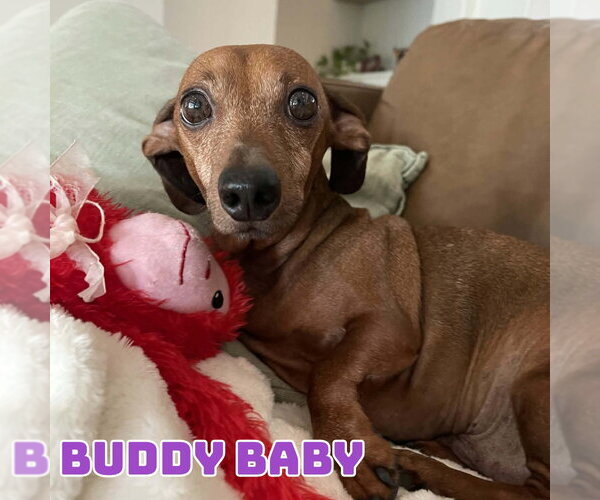 Medium Photo #3 Dachshund-Unknown Mix Puppy For Sale in San Antonio, TX, USA