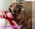 Small #2 Dachshund Mix