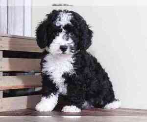 Miniature Bernedoodle Puppy for sale in MOUNT VERNON, OH, USA