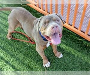 Mutt Dogs for adoption in Las Vegas, NV, USA