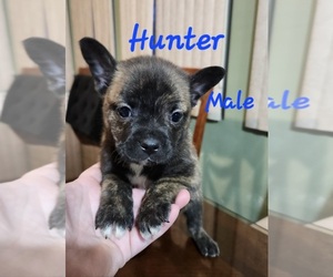 French Bulldog-Pomsky Mix Puppy for sale in CHEYENNE, WY, USA