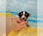Small #1 Morkie