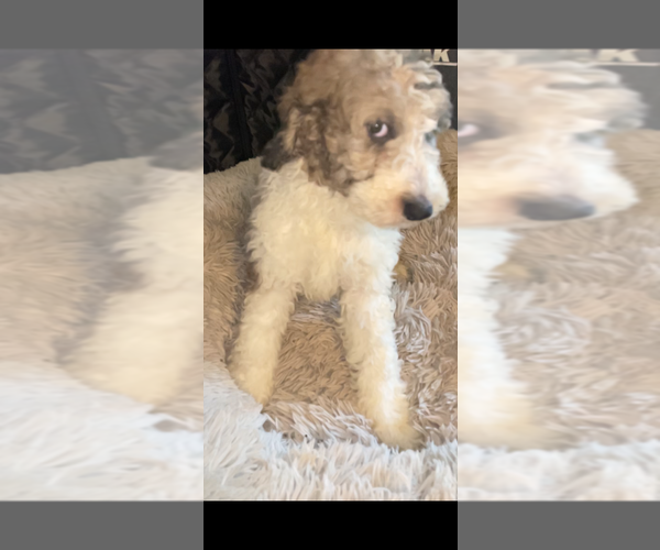 Medium Photo #13 Poodle (Standard) Puppy For Sale in COLUMBIA, SC, USA