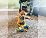 Small #4 Siberian Husky Mix