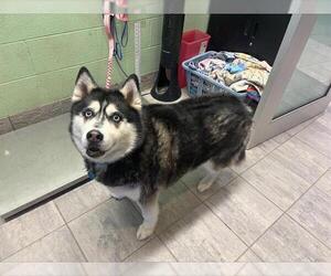 Siberian Husky-Unknown Mix Dogs for adoption in Grand Prairie, TX, USA