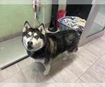 Small Siberian Husky Mix