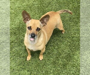 Chihuahua-Unknown Mix Dogs for adoption in La Verne, CA, USA