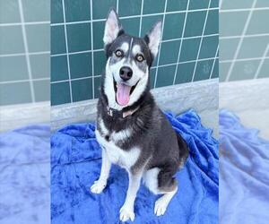 JUNO - Female Gerberian Shepsky Dog for Adoption - Photo #2