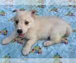 Small #1 Mutt