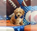 Small Photo #3 Maltese-Poodle (Toy) Mix Puppy For Sale in LEOLA, PA, USA