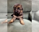 Small Photo #4 German Shepherd Dog Puppy For Sale in BENSON, NC, USA