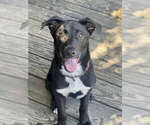 bodie - Male Borador Dog for Adoption - Photo #8