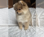 Small Photo #4 Pomeranian Puppy For Sale in ARNOLD, MD, USA
