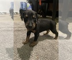 Puppy Black Doberman Pinscher