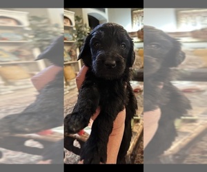 Golden Retriever-Goldendoodle Mix Puppy for Sale in FORT WORTH, Texas USA