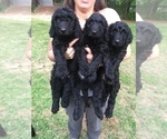 Small Photo #2 Labradoodle Puppy For Sale in WATERLOO, SC, USA