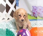 Small #2 Chiweenie