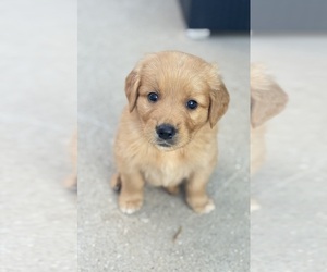 Golden Retriever Puppy for sale in ADDISON, IL, USA