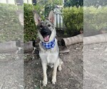 Small #2 German Shepherd Dog