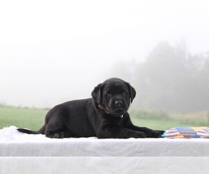 Labrador Retriever Puppy for sale in HYDE PARK, VT, USA