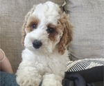 Puppy Remi Cockapoo-Poodle (Miniature) Mix