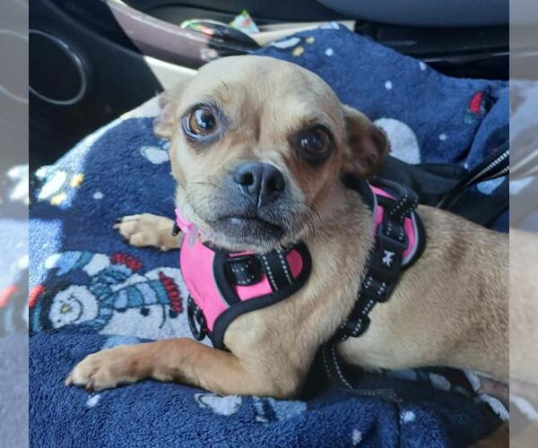 Medium Photo #2 Mutt Puppy For Sale in Martinez, CA, USA