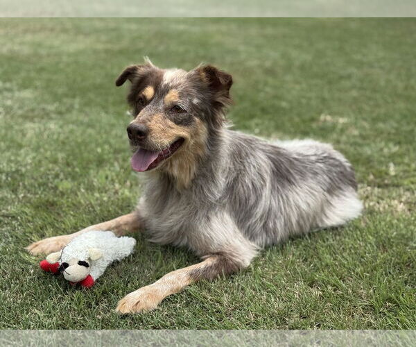 Medium Photo #2 Mutt Puppy For Sale in PIPE CREEK, TX, USA