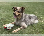 Small #1 Mutt